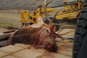 Braggin' Board Photo: Packin' Out an Elk