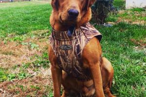 Braggin' Board Photo: Duck Hunting Pal