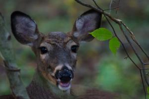 Braggin' Board Photo: Smiling Deer