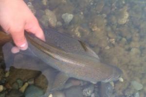 Braggin' Board Photo: Brook Trout