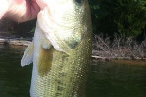 Braggin' Board Photo: Largemouth on Percy Priest lake