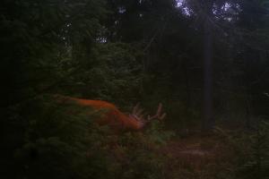 Braggin' Board Photo: Buck in Full Velvet Checking Out the Big Buck Magnet