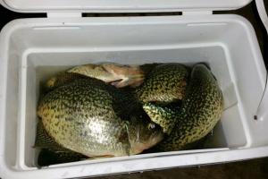 Braggin' Board Photo: Crappie Catch