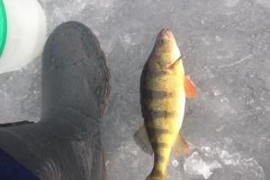 Braggin' Board Photo: Perch in N.H.