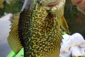 Braggin' Board Photo: Pretty Crappie