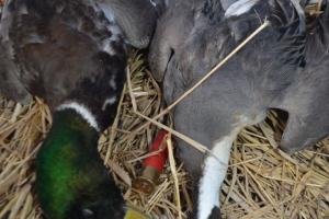 Braggin' Board Photo: Ducks in Missouri Bootheel IYFMalPin