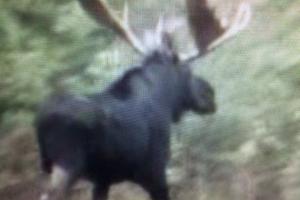 Braggin' Board Photo: Moose hunt in 2014