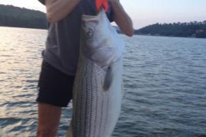 Braggin' Board Photo: A Striper 1/2 her size