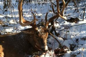 Braggin' Board Photo: 2014 Buck