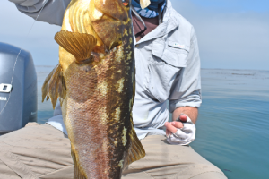 Braggin' Board Photo: Calico Bass