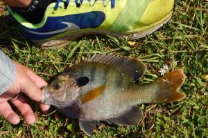 Braggin' Board Photo: Viera, Florida Bluegill