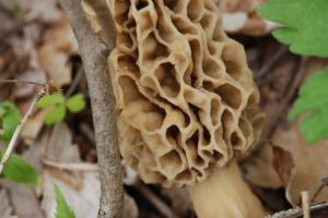 Braggin' Board Photo: Morels