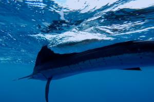 Braggin' Board Photo: Sailfish