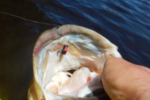 Braggin' Board Photo: Caught this bass with a fly