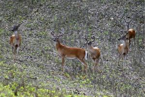 Braggin' Board Photo: Missouri July Velvet Bucks