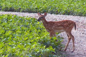 Braggin' Board Photo: Seeing Lots of Fawns