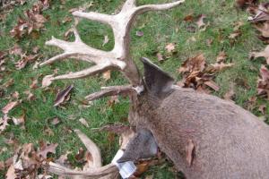 Braggin' Board Photo: Double drop tine Buck 1