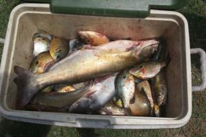 Braggin' Board Photo: Great day fishing catfish & bream