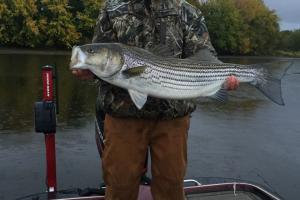 Braggin' Board Photo: Big Striper Bass