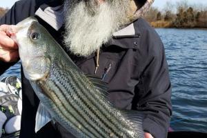 Braggin' Board Photo: Nice Striper