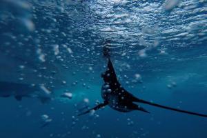 Braggin' Board Photo: Sailfish