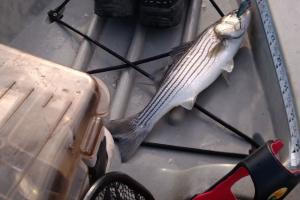 Braggin' Board Photo: Another Odiorne Juvi Striper