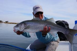 Braggin' Board Photo: Delta Striper on a Fly  October 2015