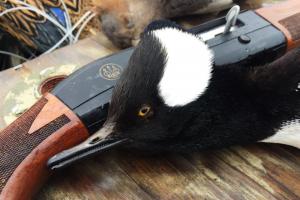 Braggin' Board Photo: Stockton Hooded Merganser 2014