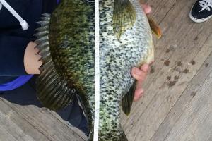 Braggin' Board Photo: 15" Crappie - Now that's BIG