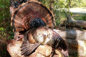 Braggin' Board Photo: Nice Gobbler