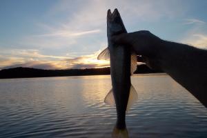 Braggin' Board Photo: Hartwell Walleye