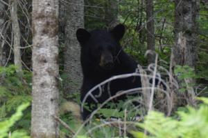 Braggin' Board Photo: Northern Wisconsin Black Bear