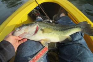 Braggin' Board Photo: kayak fishing