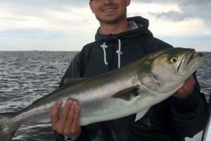 Braggin' Board Photo: Saltwater Bluefish