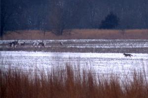 Braggin' Board Photo: Kansas Whitetails Get a Surprise Visitor