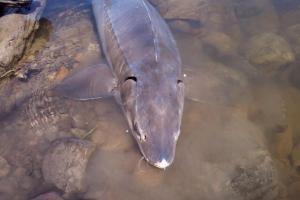 Braggin' Board Photo: 61 inch Lake Sturgeon