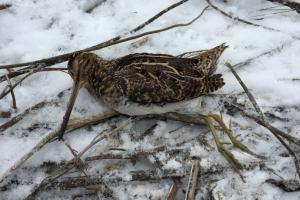 Braggin' Board Photo: Wilson's Common Snipe. Schell-Osage 2014