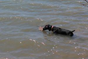 Braggin' Board Photo: Water retrieve