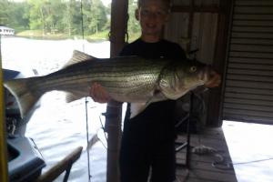 Braggin' Board Photo: 30 pound striper bass