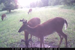 Braggin' Board Photo: Young buck herd