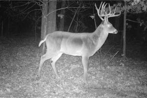 Braggin' Board Photo: Missouri Whitetail "Stickers"