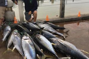 Braggin' Board Photo: Tons of Tuna!