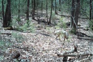 Braggin' Board Photo: Young Coyote