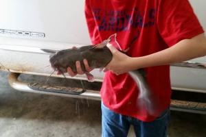 Braggin' Board Photo: 6.8 lb Catfish