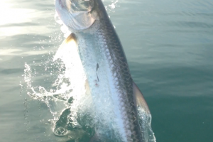 Braggin' Board Photo: tarpon jump new