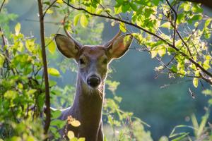 Braggin' Board Photo: a young buck