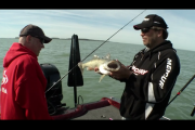 1Source Video: New Berkley Flicker Rig Spinner Colors