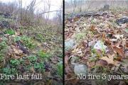 News & Tips: Deer Management: Fired Up For Better Deer Habitat (video)...