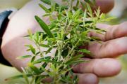 Handful of sericea lespedeza in early growth stages, white-tailed deer will utilize this plant for food