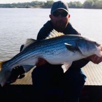 Striped Bass - feather river